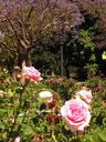 Roses. We stopped to smell them all.